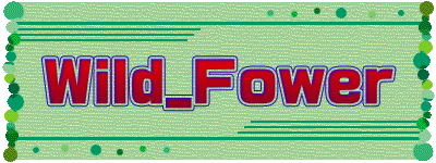 Wild_Fower